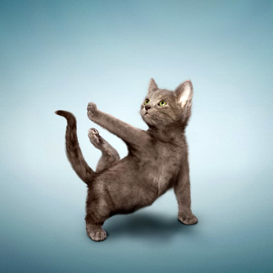 cat-yoga (1)