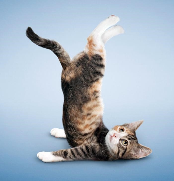 cute-funny-cat-doing-yoga-635731348673174049-13773